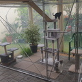 The Cat Run