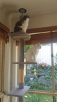 Two cats
